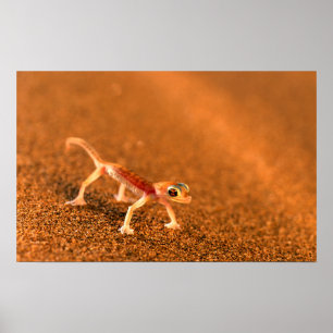 Poster Palmatogecko na duna de areia, Swakpomund, Erongo