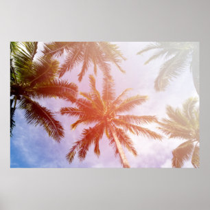 Poster Palmeira do coco com luz solar