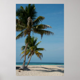 Póster Palmeira e praia de areia branca