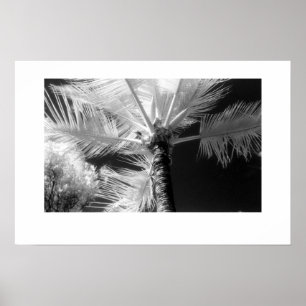 Póster Palmeira havaiana