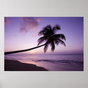 Póster Palmeira solitária ao pôr do sol, praia de Coconut