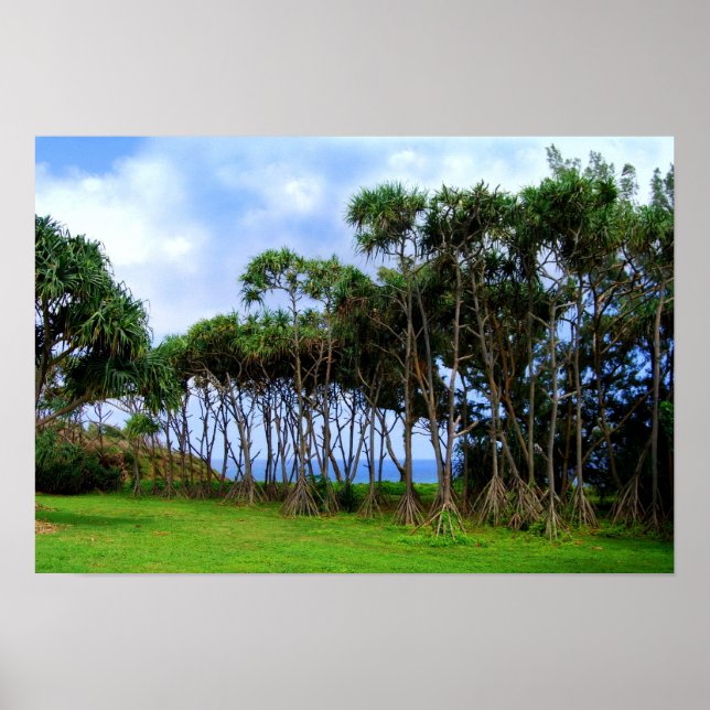 Póster Palmeiras caminhando no Havaí (Frente)