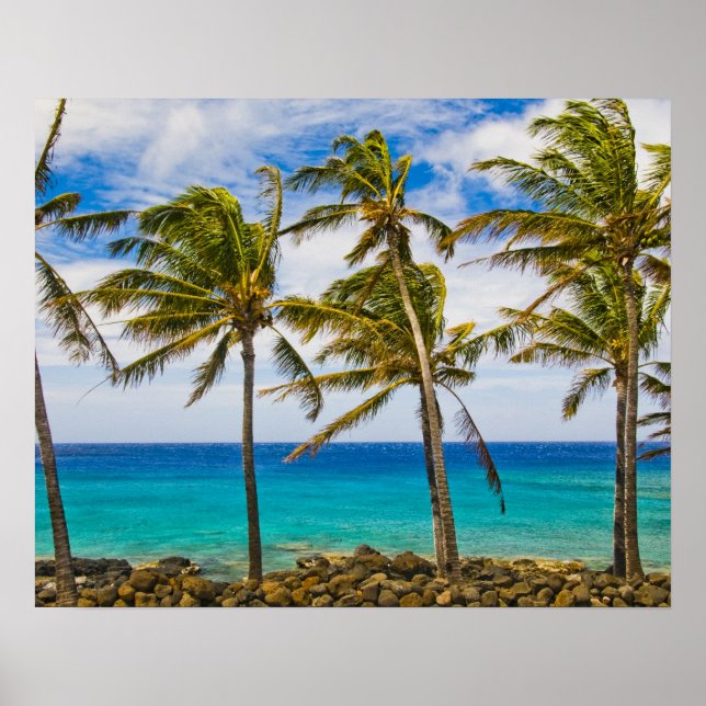 Póster Palmeiras de coco (Cocos nucifera) a balançar (Frente)