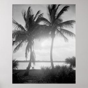 Poster Palmeiras Pretas e Brancas na Fotografia Sunset