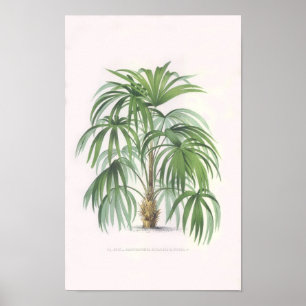 Poster palmeiras tropicais, palmeiras