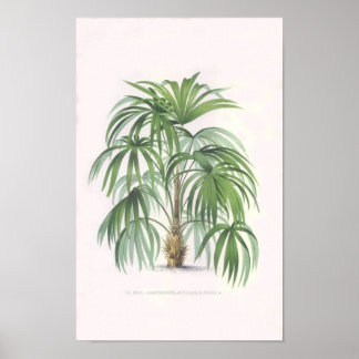 Poster palmeiras tropicais, palmeiras