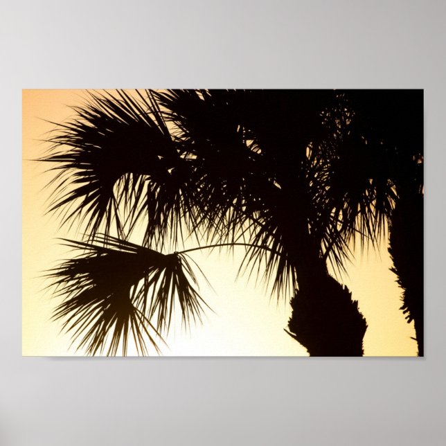 Poster Palmetto, nascer do sol, Flórida (Frente)