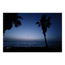 Palmtree night