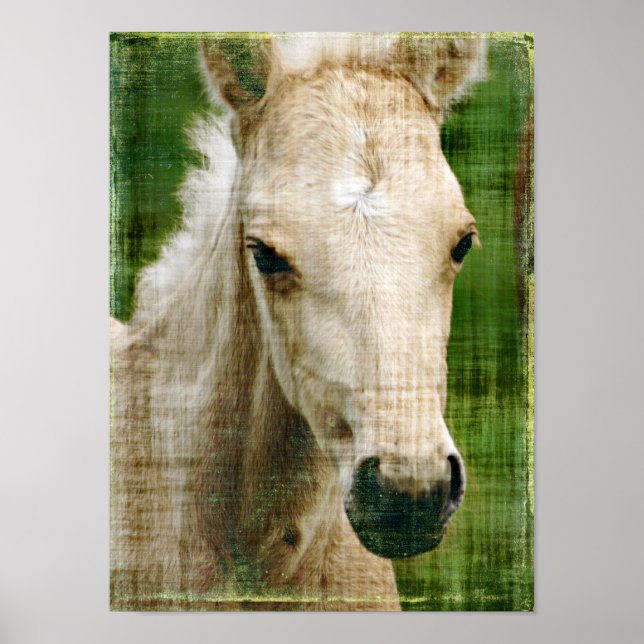 Póster Palomino Foal (Frente)