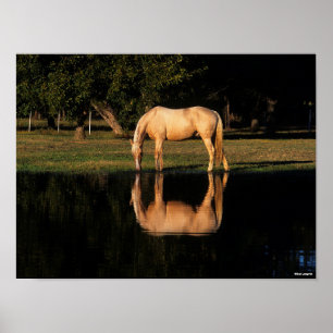 Poster Palomino Grazing Por Lago Com Reflexão