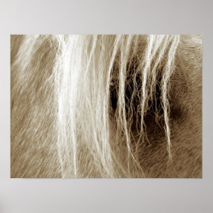 Póster Palomino Na Sepia