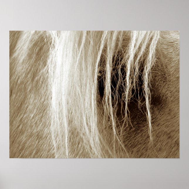 Póster Palomino Na Sepia (Frente)