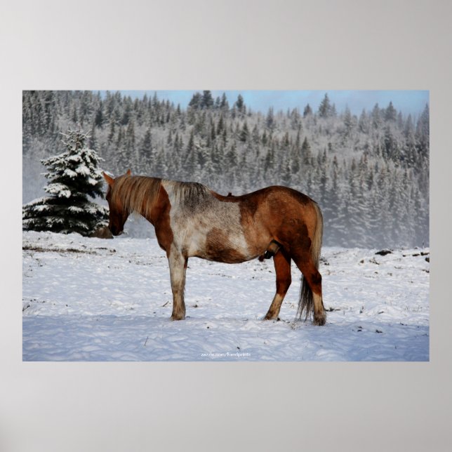 Poster Palomino Paint Horse and Snow Equine Photo (Frente)