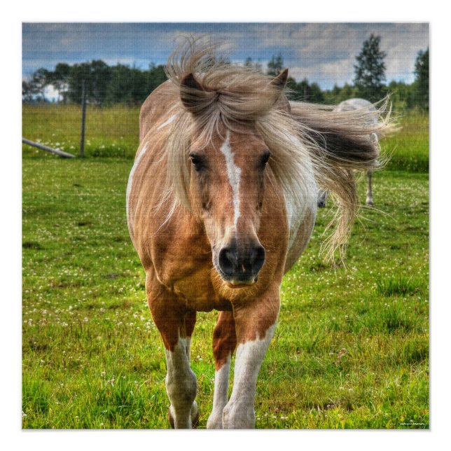 Póster Palomino Paint Horse & Field Photo (Frente)