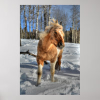 Palomino Pinto Cavalo e Neve Joyful