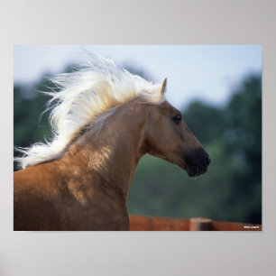 Poster Palomino Rocky Mountain Horse