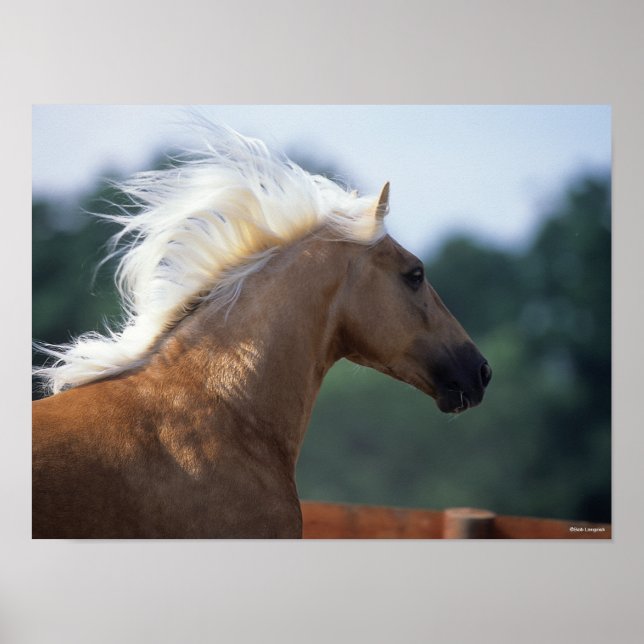 Poster Palomino Rocky Mountain Horse (Frente)