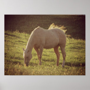 Poster Palomino Sunset