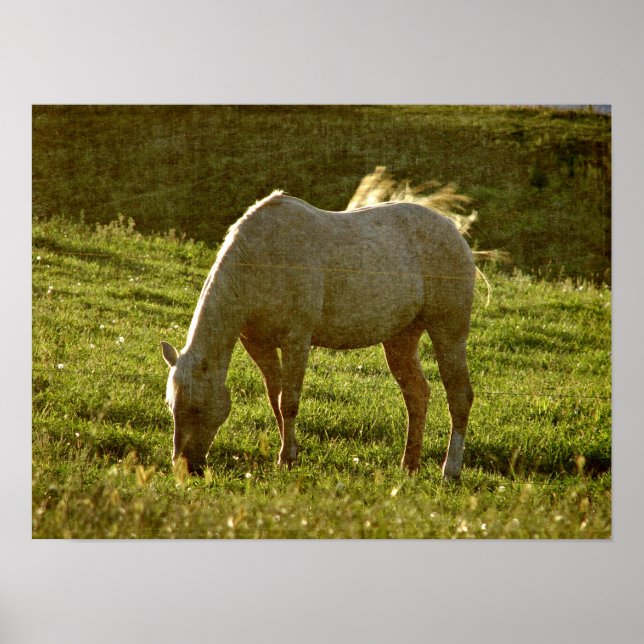 Póster Palomino Sunset (Frente)