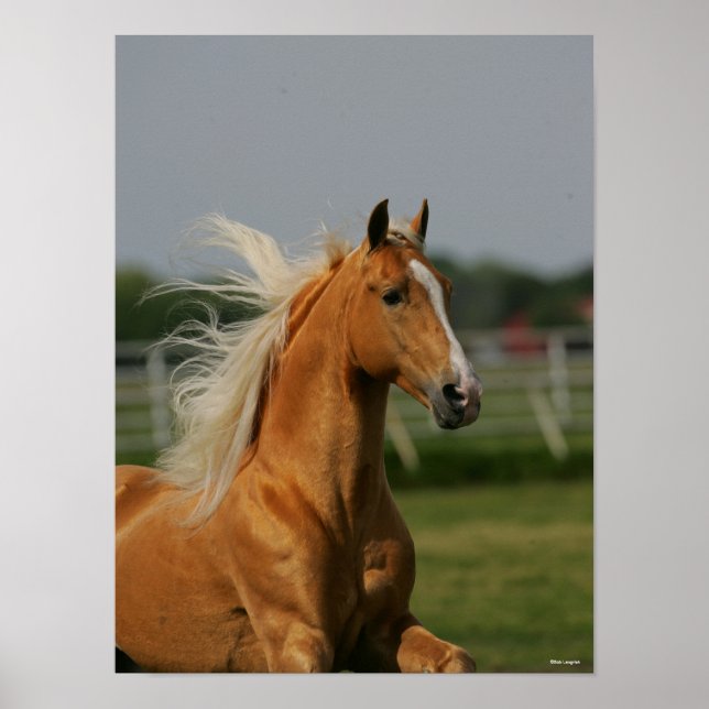 Poster Palomino Tennesee Walking Horse Stallion (Frente)