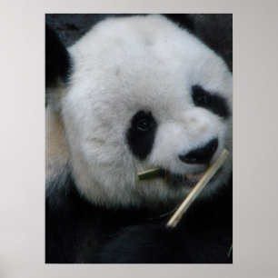 Póster Panda
