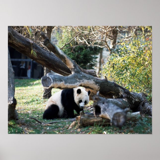 Poster Panda (Frente)