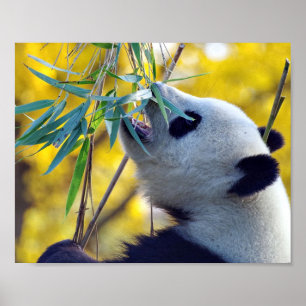 Poster Panda Bear Comendo Bambu