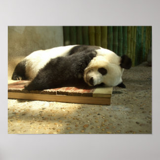 Póster Panda de dormir