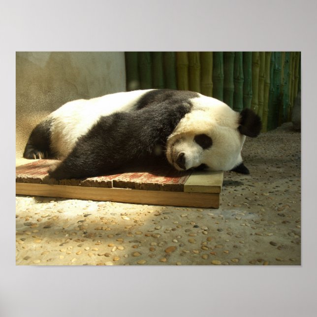 Póster Panda de dormir (Frente)