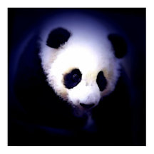 Poster Panda Face - Impressões Posters Panda