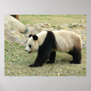 Poster Panda Gigante