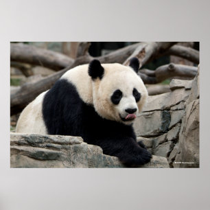 Poster Panda gigante em rochas
