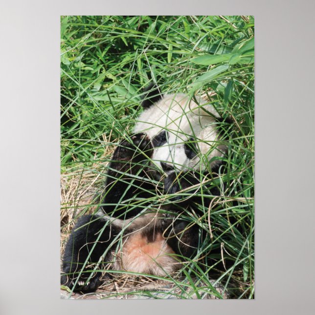 Poster Panda Gigante Escondendo-Se Na Grama (Frente)