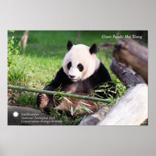 Póster Panda gigante Mei Xiang