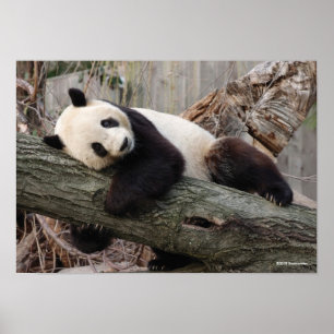 Poster Panda gigante que relaxa e que abraça o ramo de