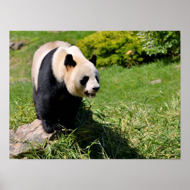 Poster Panda gigante sobre uma pedra (Frente)