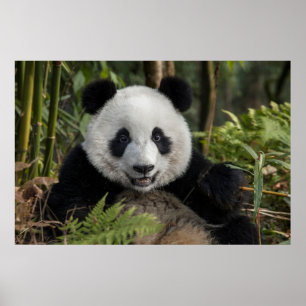 Póster Panda jovem feliz, China