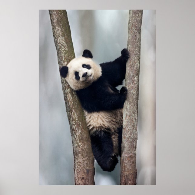 Póster Panda jovem subindo em uma árvore, China (Frente)
