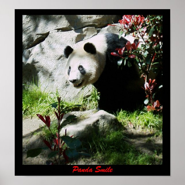 Póster Panda Smile (Frente)