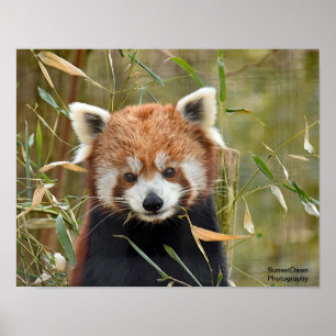 Poster Panda Vermelha