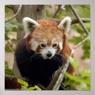 Poster panda vermelho-023