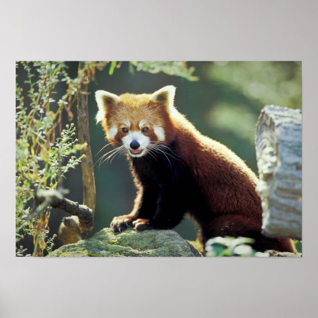 Póster Panda Vermelho Ailurus fulgens) (Frente)