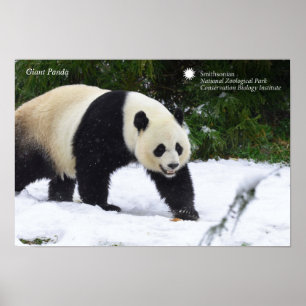 Poster Pandas gigantes de Smithsonian   na neve