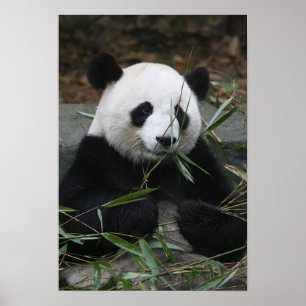 Póster Pandas gigantes na proteção da panda gigante &