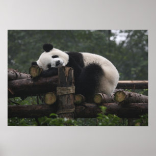 Póster Pandas gigantes na Proteção de Pandas Gigantes
