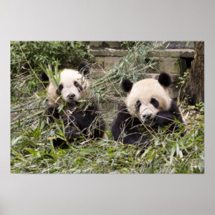 Póster Pandas que comem o bambu!