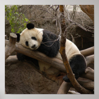 Poster PandaSD003
