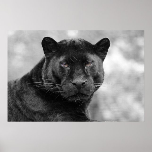 Póster panela preta (Frente)