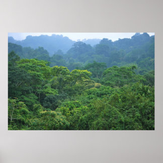 Póster Panopia da floresta tropical panorama