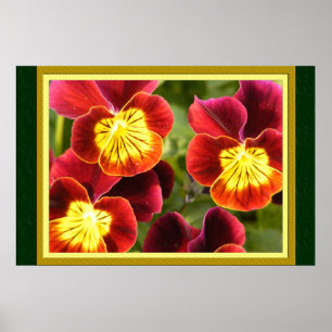 Póster Pansies vermelhos e amarelos (grandes emaranhados)